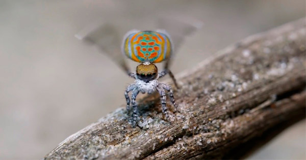 Un Pequeño pero Poderoso Ejemplo de Diseño: La Araña Pavo Real de Color del Arco Iris