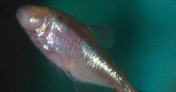 Trastornando a otro icono evolutivo: la ceguera en el pez cueva se debe a la epigenética
