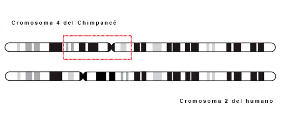 Cromosoma humano dos: una carta abierta a BioLogos sobre la evidencia genética