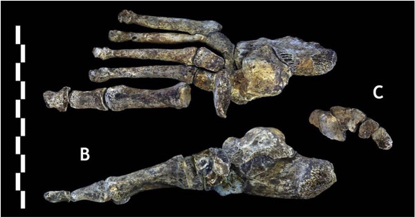 Estudiando fósiles de Homo naledi, los paleoantropólogos aplican los principios del DI