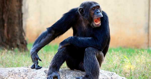 Genetistas: Refiriéndose al genoma humano-chimpancé; hay «predicciones» no «hechos establecidos»