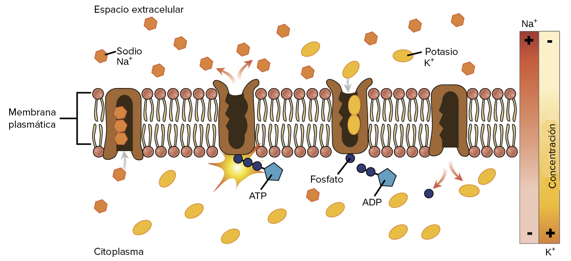 Los canales de la membrana celular muestran una especificidad asombrosa