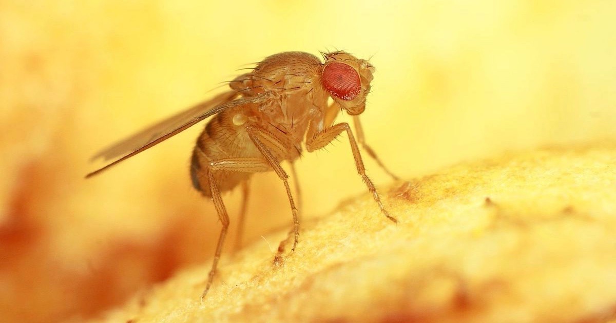 El ADN satélite es esencial y específico de la especie en Drosophila melanogaster