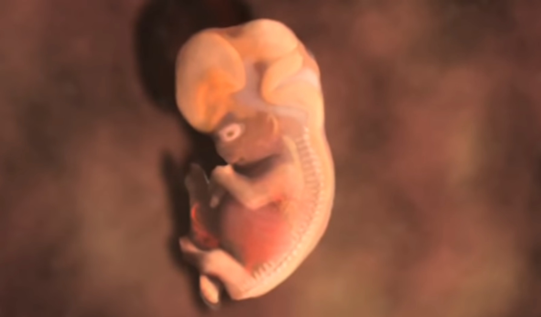 El matemático Alexander Tsiaras sobre el desarrollo embrionario: «Es un misterio, es magia, es divinidad»