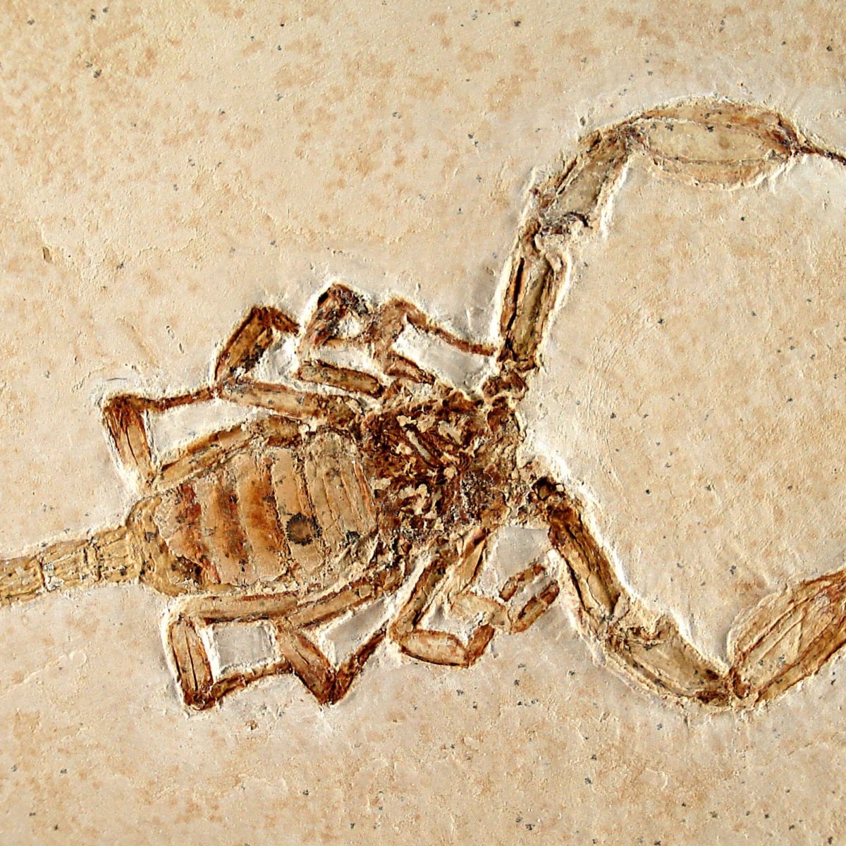 El escorpión más antiguo y la decadencia de la ciencia evolutiva