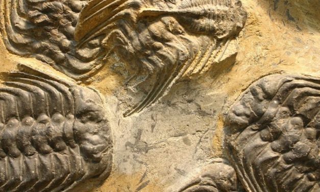 El DISCONTINUO registro fósil refuta el gradualismo darwiniano
