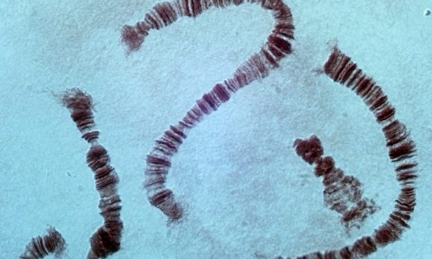 Embalaje de ADN: una de las maravillas supremas de la naturaleza
