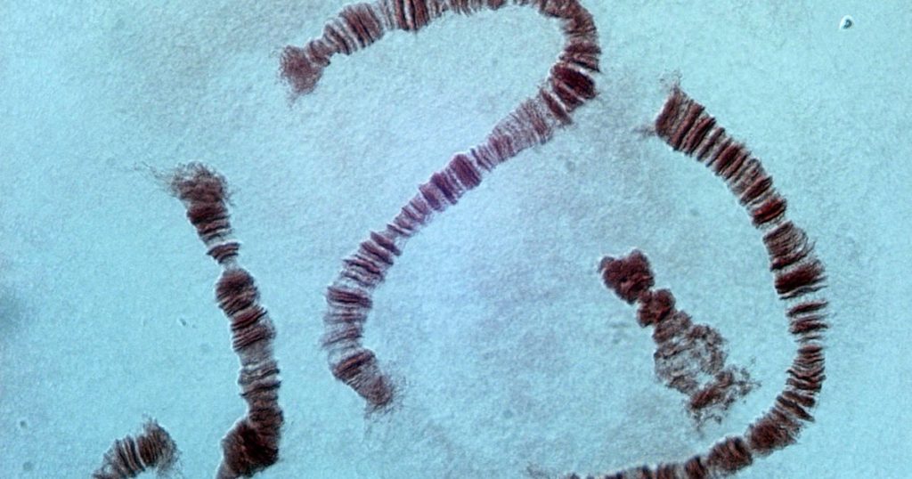 Embalaje de ADN: una de las maravillas supremas de la naturaleza