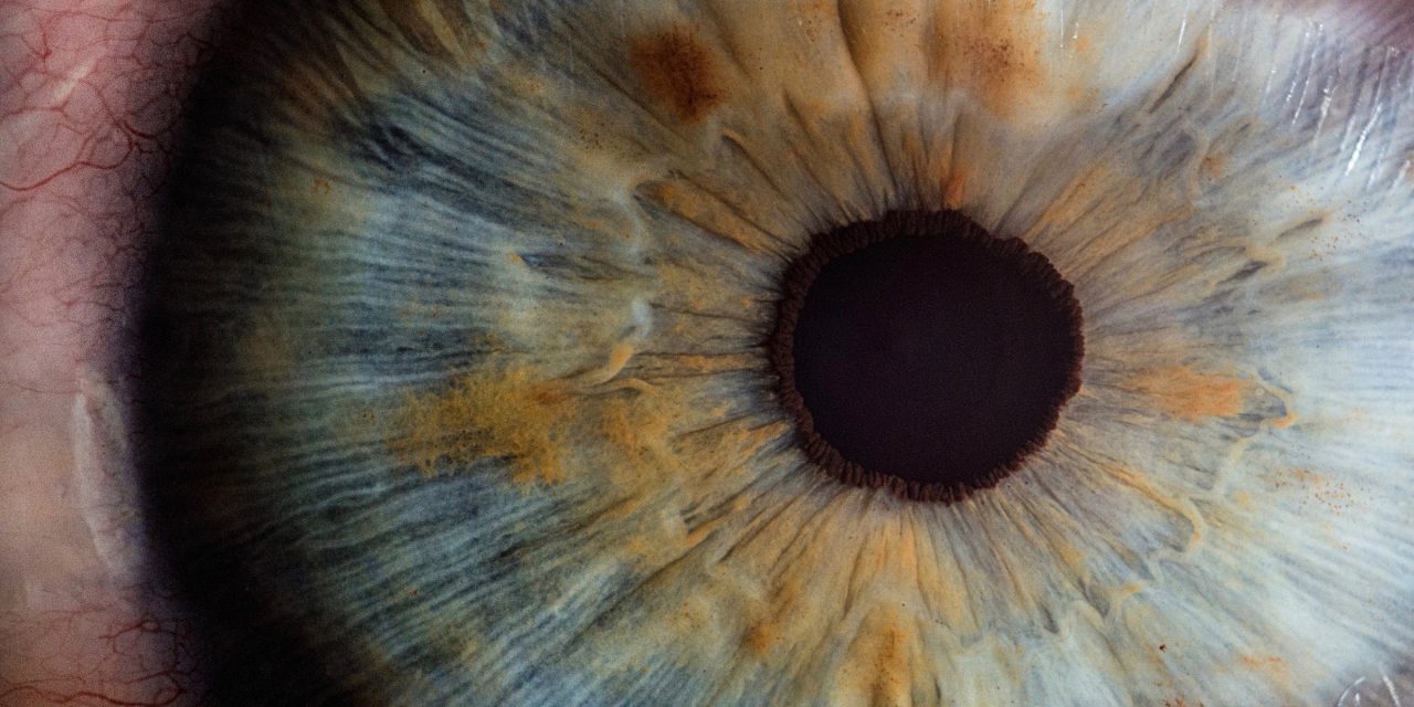 El ojo: un ejemplo clásico de diseño natural