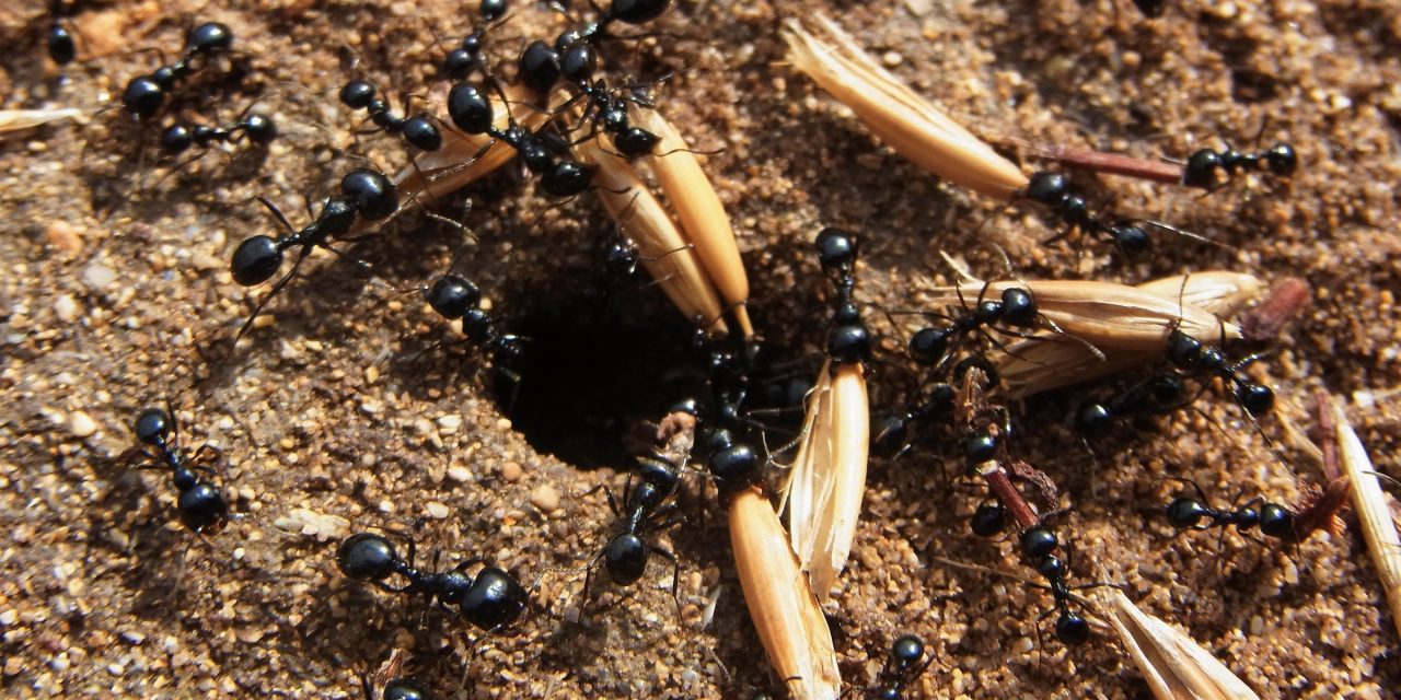 El algoritmo de las hormigas y su aplicación en la informática