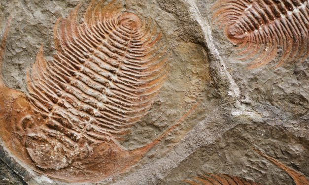 Principales problemas científicos con la evolución: fósiles