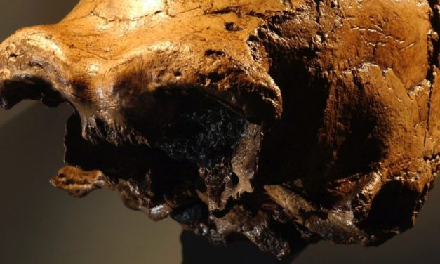 ¿Los fósiles demuestran la evolución humana? Consideremos la literatura técnica