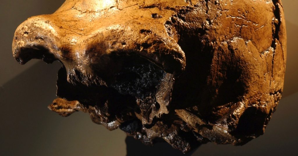 ¿Los fósiles demuestran la evolución humana? Consideremos la literatura técnica