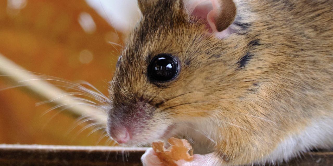 Los ratones no pueden hacer cálculos, pero sus cerebros sí