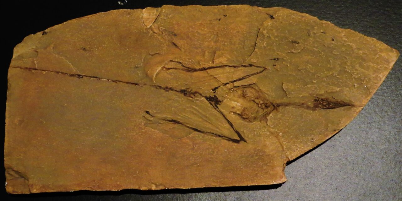 El origen explosivo de los reptiles voladores en el Triásico medio