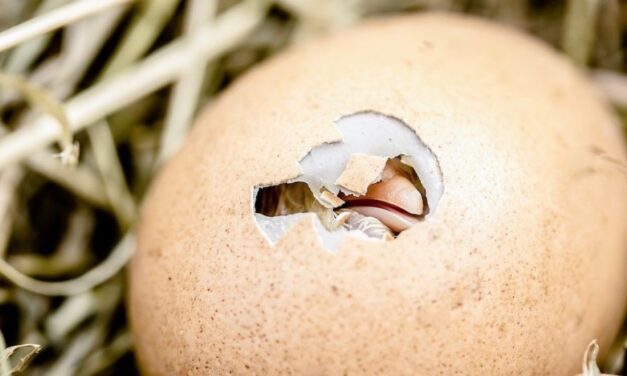 El problema del huevo y la gallina en la evolución: explicado