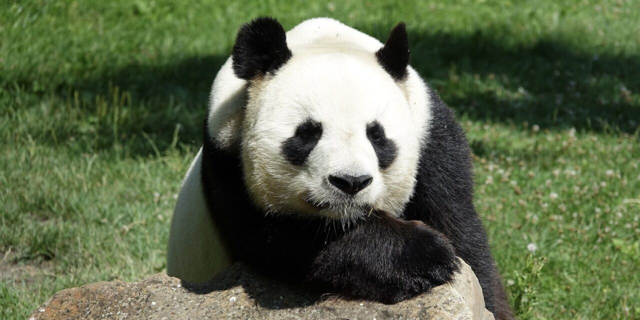 ¿El pulgar del panda es subóptimo?