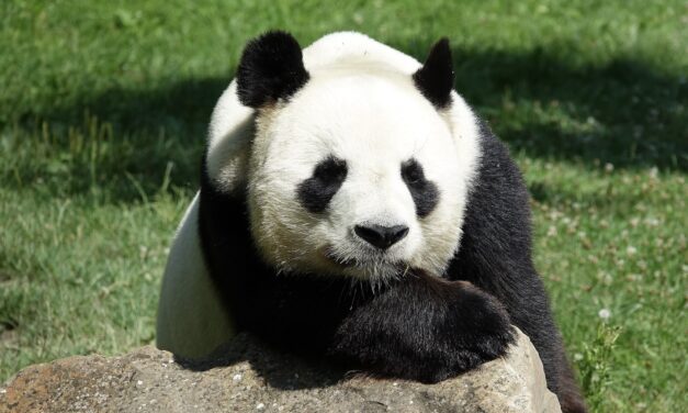 ¿El pulgar del panda es subóptimo?