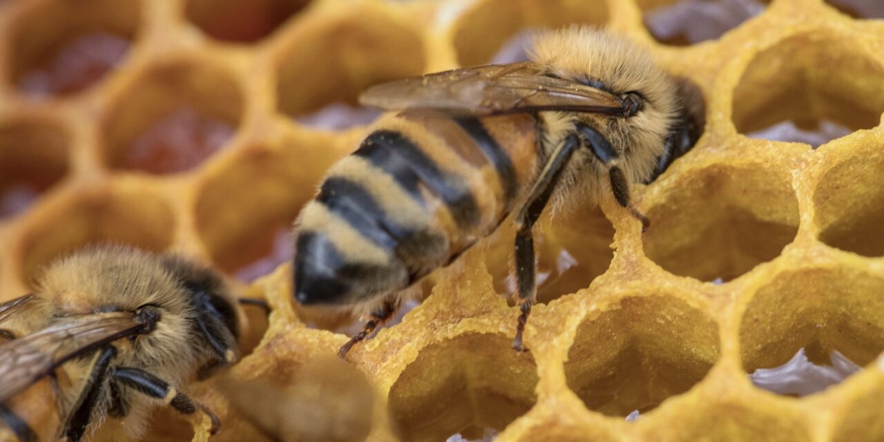 Un nuevo estudio revela los secretos de la danza de las abejas