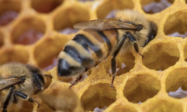 Un nuevo estudio revela los secretos de la danza de las abejas