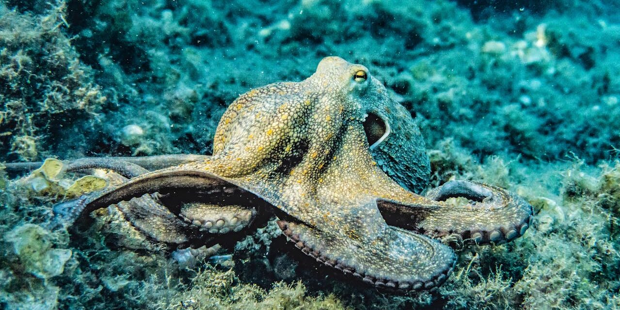 ¿Et Tu, Pulpo? Ya era bastante difícil explicar los ojos humanos mediante procesos no dirigidos