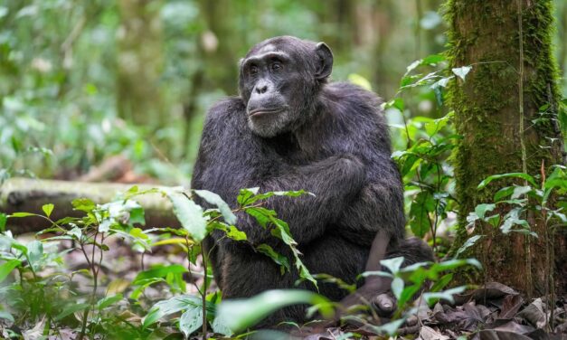 Los cerebros humanos difieren de los de los chimpancés aún más de lo esperado