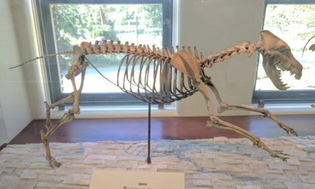 Los lobos terribles todavía están extintos