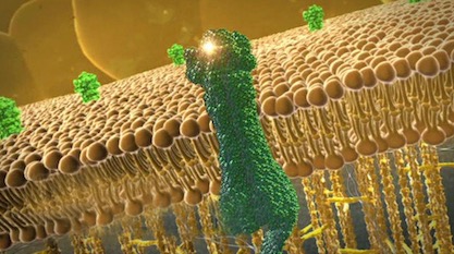 Canales en las membranas celulares: especificidad a nivel de ingeniería en biología