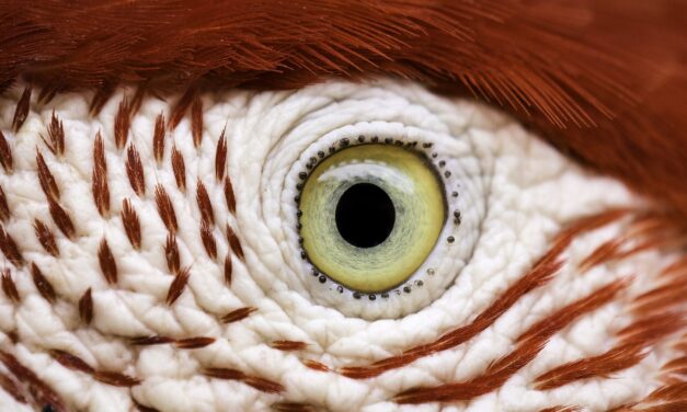 Considerando el Libre Albedrío como científico