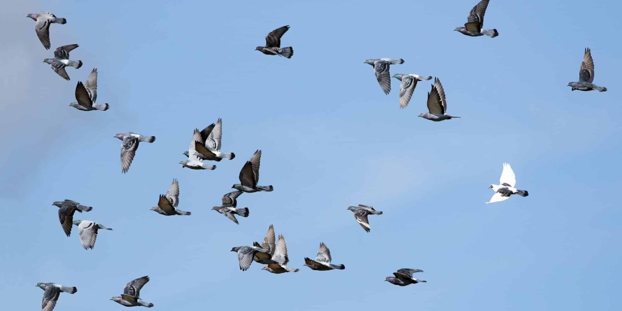 Tres mecanismos de brújula magnética de animales: todos por diseño