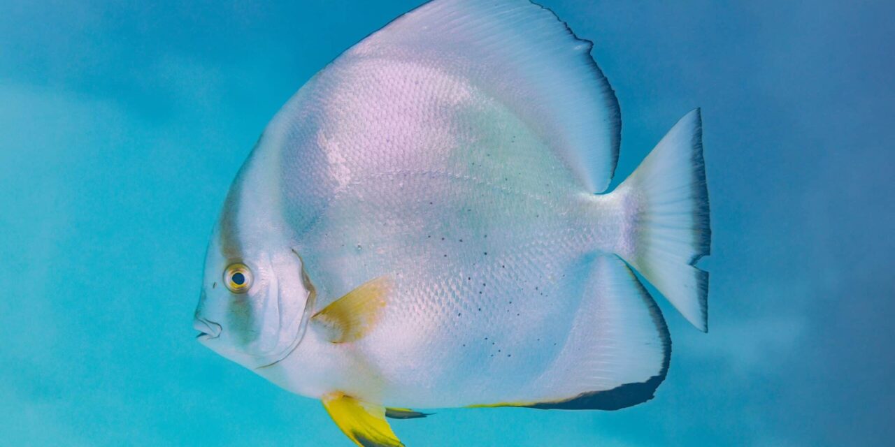 La ley de información faltante de la naturaleza