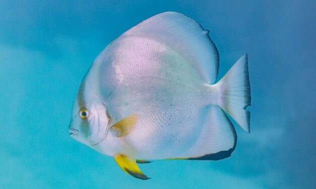 La ley de información faltante de la naturaleza