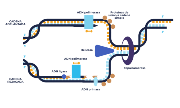 Replicación del ADN: una maravilla de la ingeniería