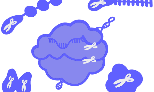 Precisión en la replicación del ADN: el papel de la ADN polimerasa