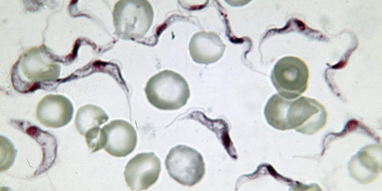 ¿Podrían las mutaciones genéticas no ser aleatorias?