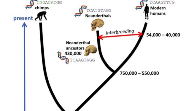 Fósiles vs relojes moleculares: Explosión de fósiles de mamíferos placentarios