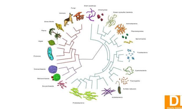 En «El árbol de la vida», Max Telford omite la opción del Diseño.