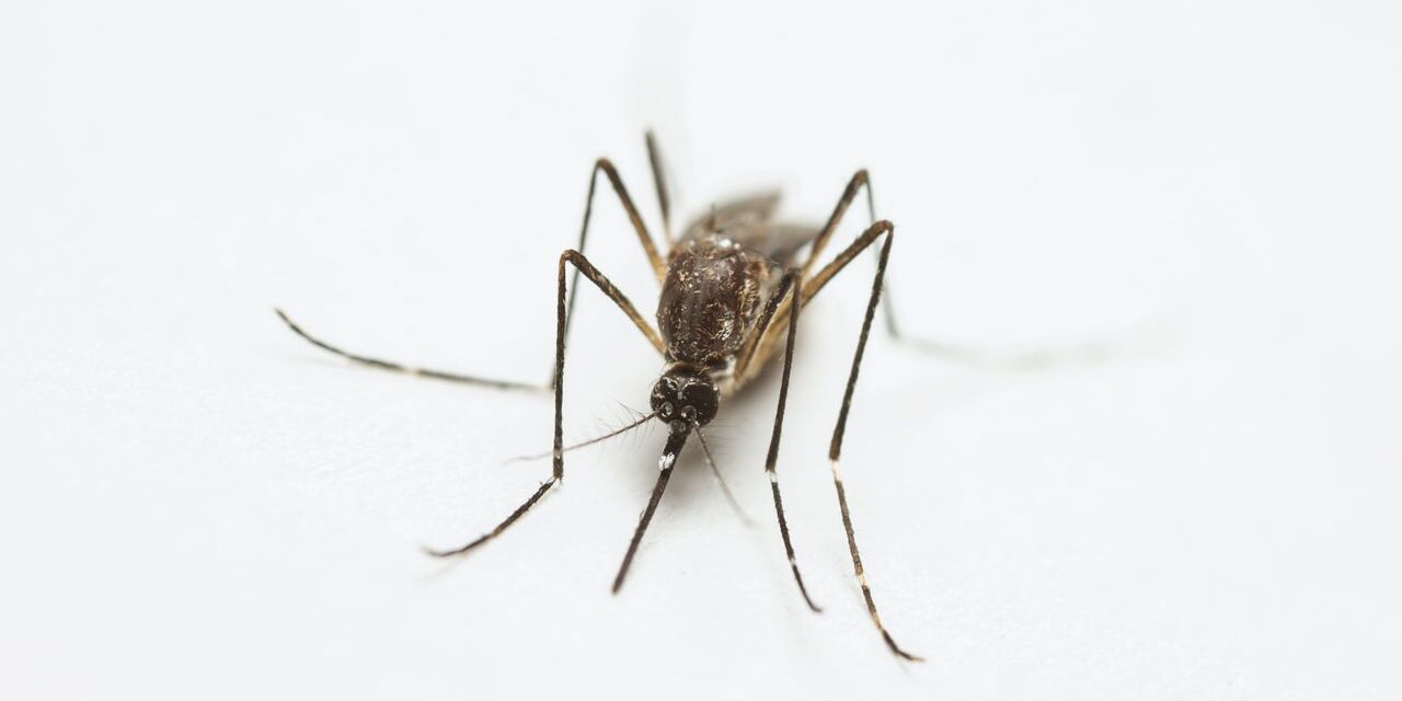 Una inferencia clave sobre el límite de la evolución ha sido confirmada experimentalmente