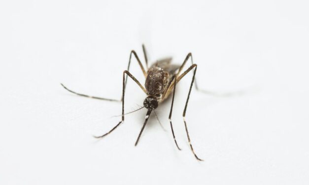Una inferencia clave sobre el límite de la evolución ha sido confirmada experimentalmente
